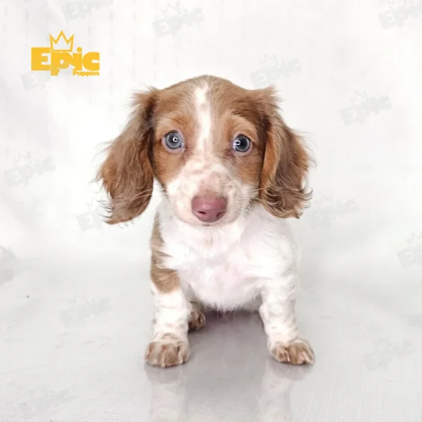 Dachshund Red White Piebald Female - Image 2