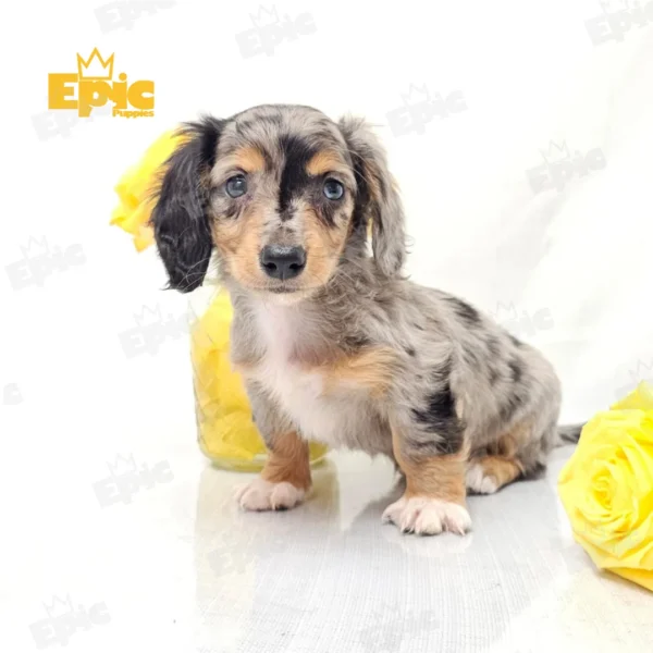 Dachshund Silver Dapple Female