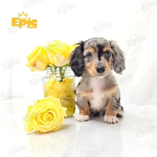 Dachshund Silver Dapple Female - Image 2