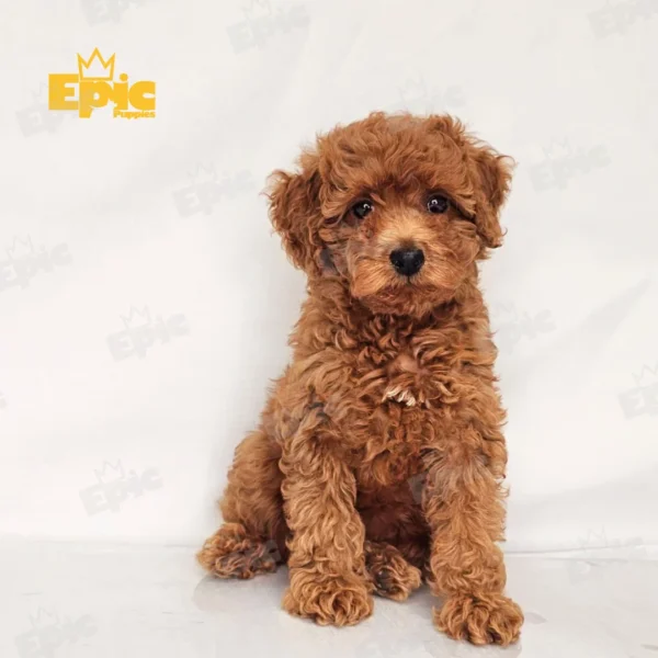 Goldendoodle Red Female