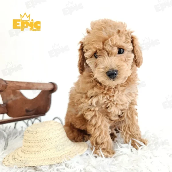 Goldendoodle Red Female - Image 2