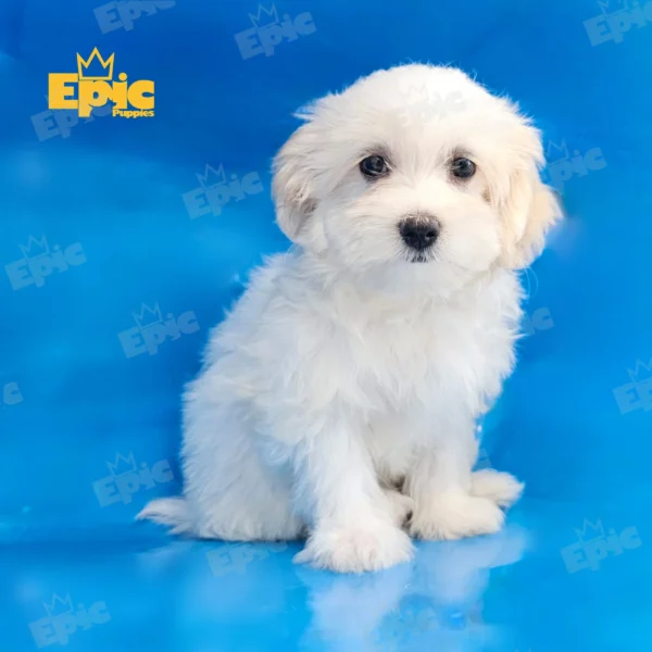 Havanese White & Cream Female - Image 2