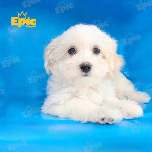 Havanese White & Cream Female