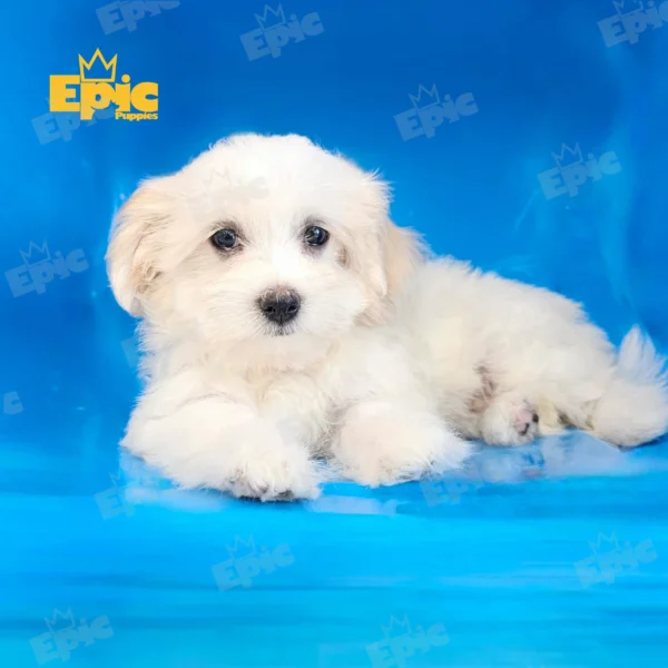 Havanese White & Cream Female - Image 3