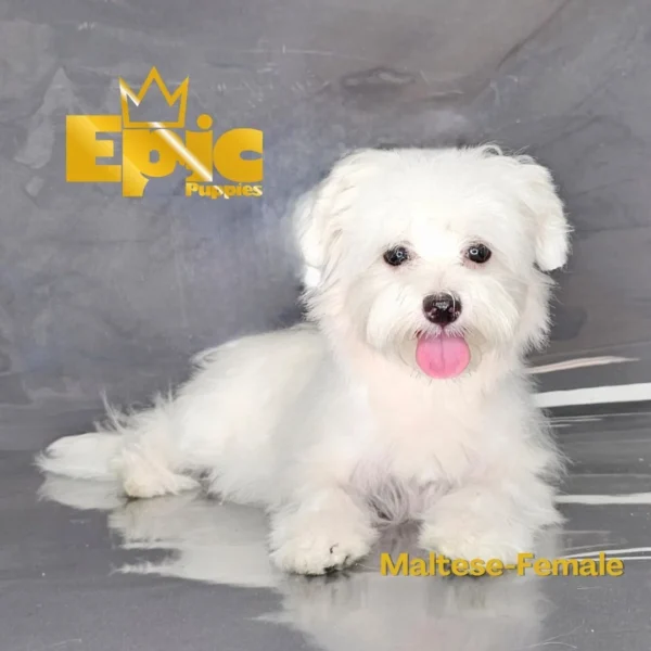 Maltese White Female