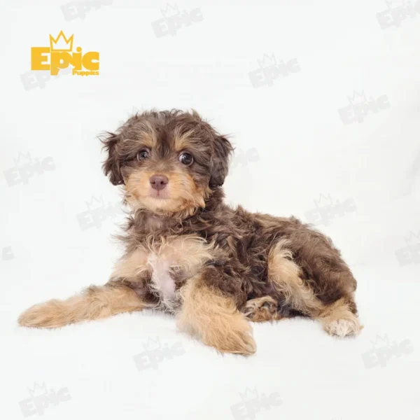 Mini Aussiedoodle Red & Apricot Female
