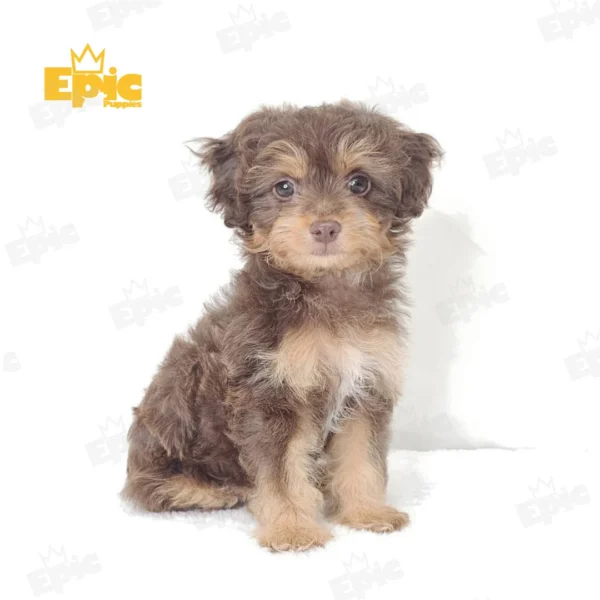 Mini Aussiedoodle Red & Apricot Female - Image 3