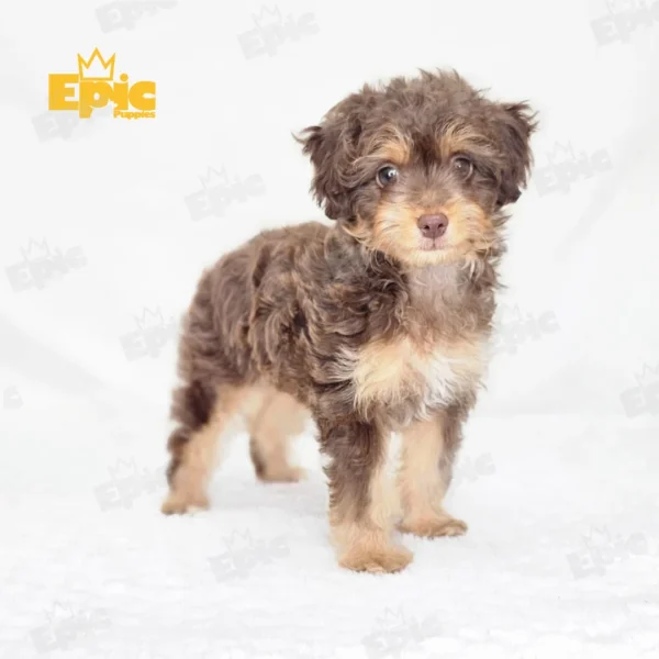 Mini Aussiedoodle Red & Apricot Female - Image 2