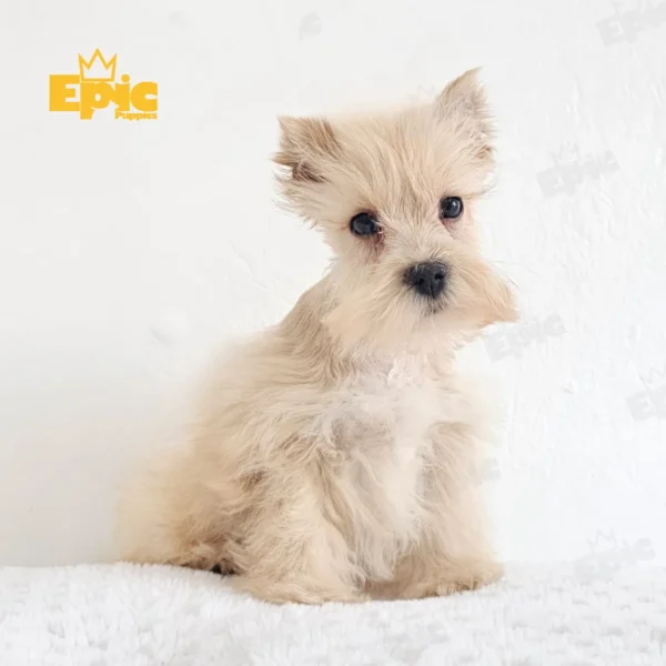 Mini Schnauzer Red Female