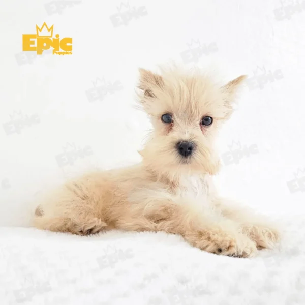 Mini Schnauzer Red Female - Image 3