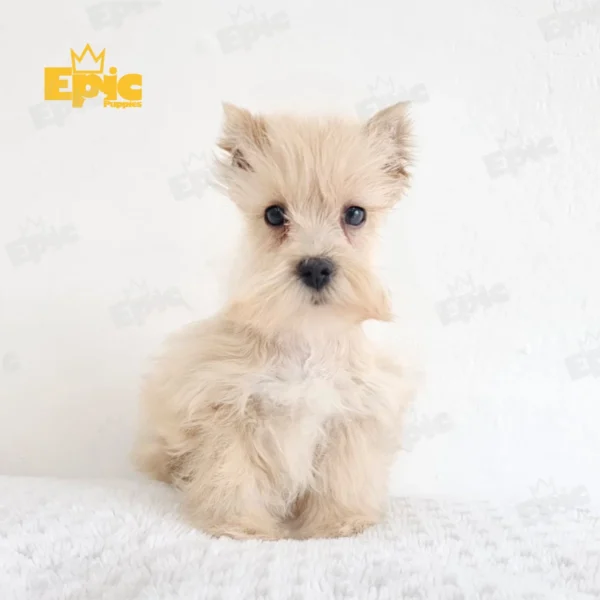 Mini Schnauzer Red Female - Image 2
