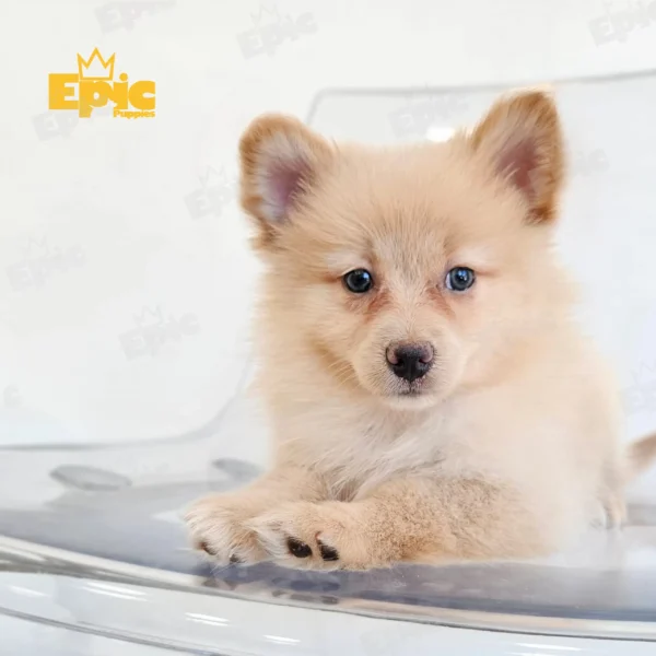 Pomeranian Cream Female - Image 3