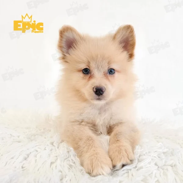 Pomeranian Cream Female - Image 2