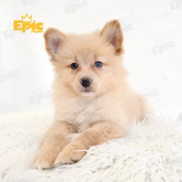 Pomeranian Cream Female
