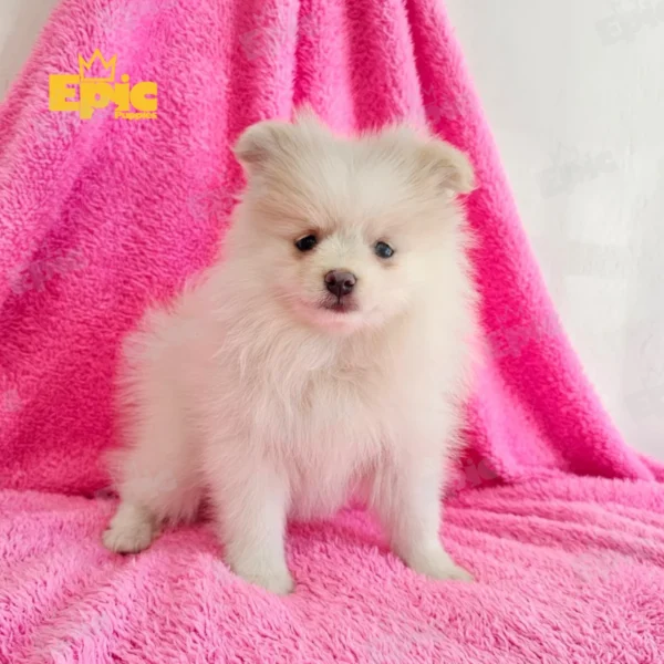 Pomeranian White Female