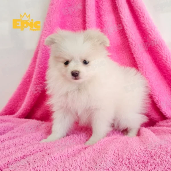 Pomeranian White Female - Image 3