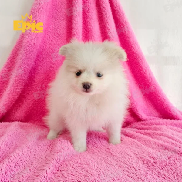 Pomeranian White Female - Image 2