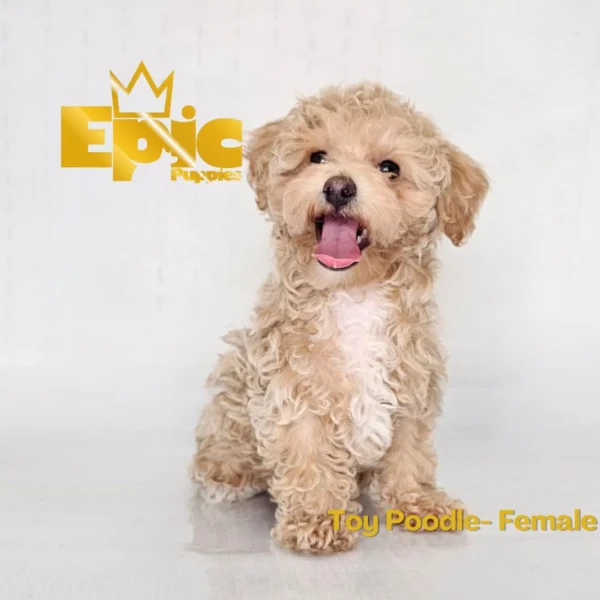 Toy Poodle Apricot Female