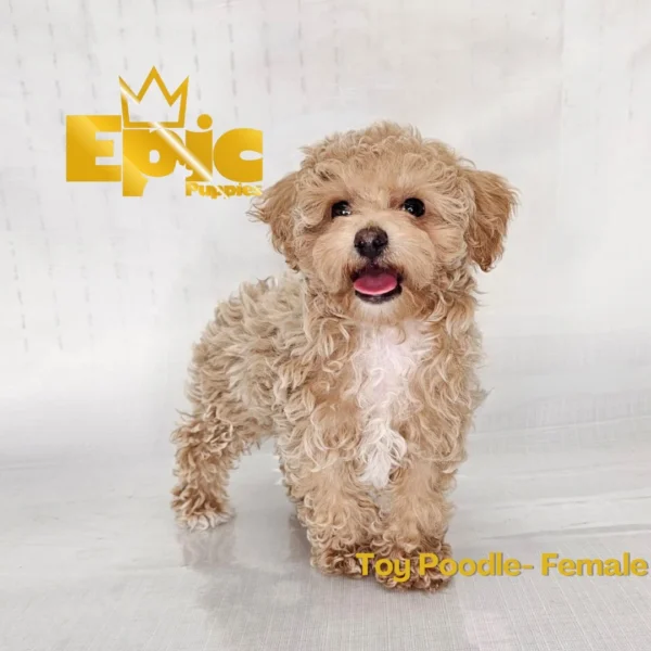 Toy Poodle Apricot Female - Image 2