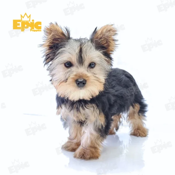 Yorkshire Terrrier Black & Tan Female - Image 3