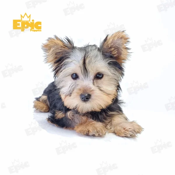 Yorkshire Terrrier Black & Tan Female - Image 2