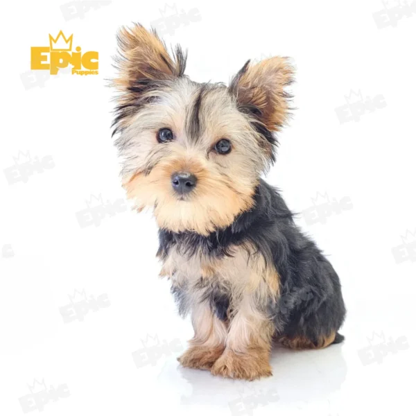 Yorkshire Terrrier Black & Tan Female