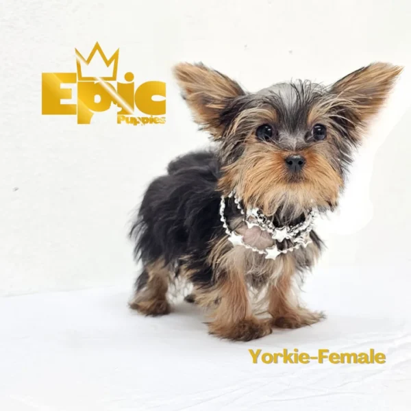 Yorkshire Terrier Black & Tan Female - Image 3