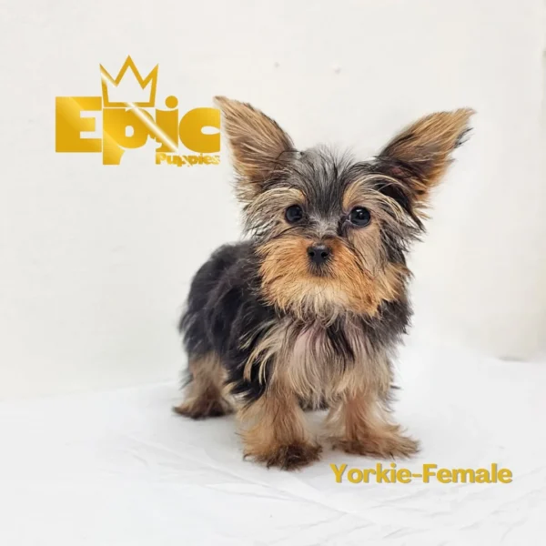 Yorkshire Terrier Black & Tan Female