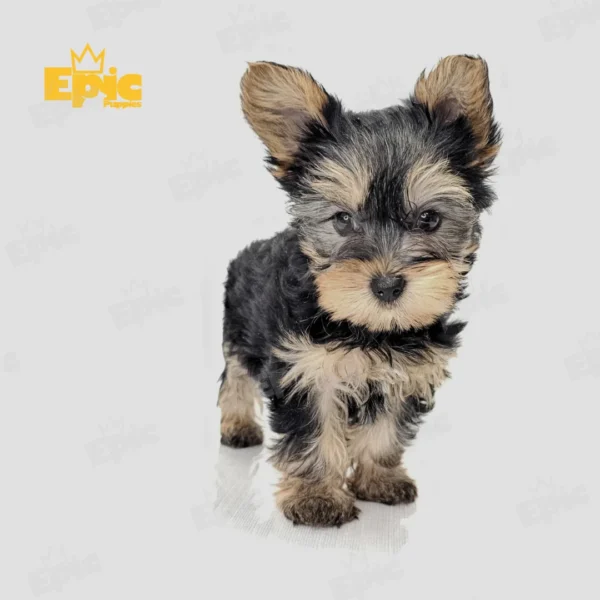 Yorkshire Terrrier Black & Gold Female
