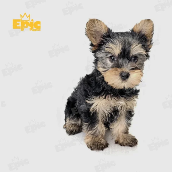 Yorkshire Terrrier Black & Gold Female - Image 3