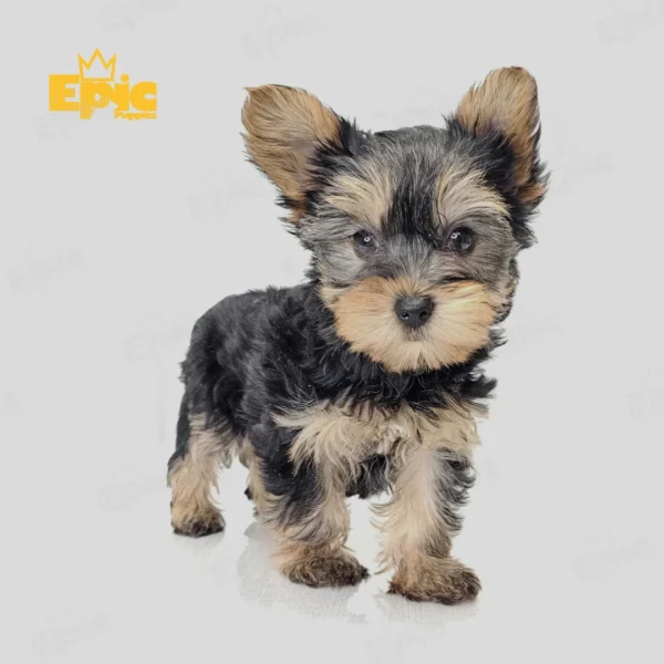 Yorkshire Terrrier Black & Gold Female - Image 2