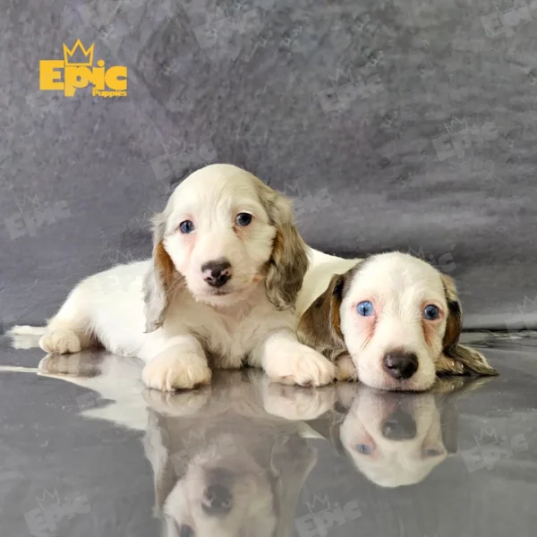 Dachshund Blue Dapple Male - Image 3