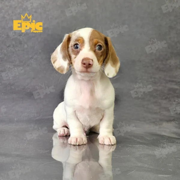 Dachshund Chocolate Merle Male