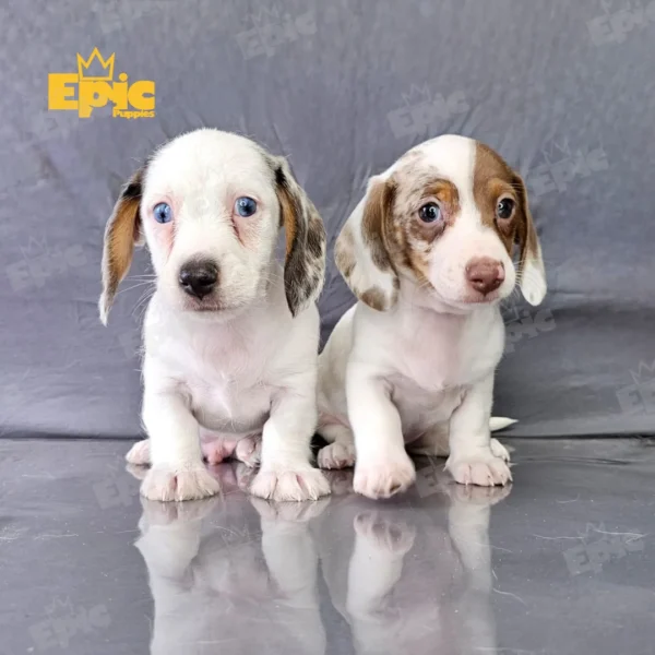 Dachshund Chocolate Merle Male - Image 2