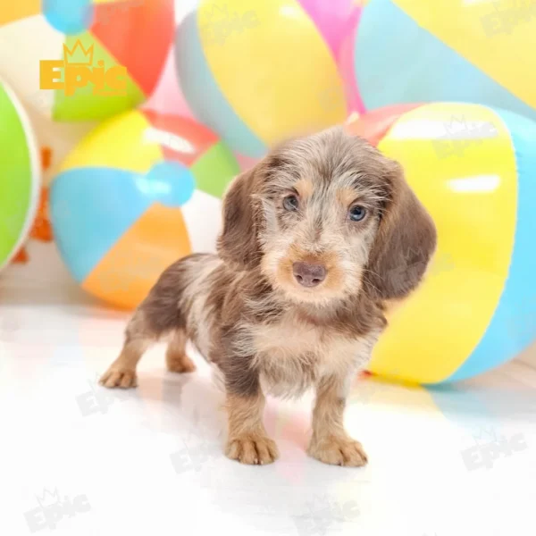 Dachshund Chocolate Dapple Male - Image 3