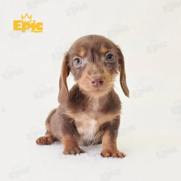 Dachshund Chocolate Dapple Male