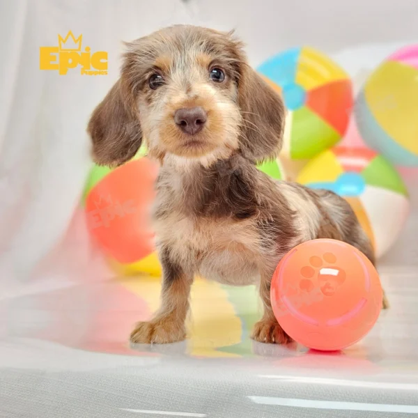 Dachshund Chocolate Dapple Male - Image 5