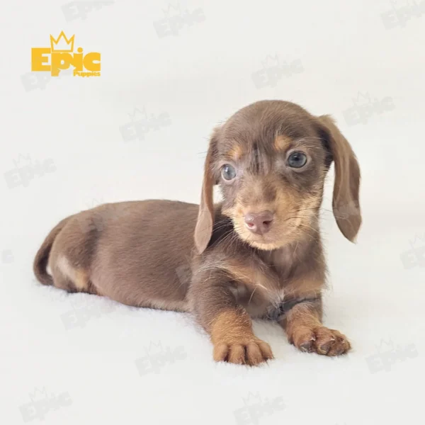 Dachshund Chocolate Dapple Male - Image 2