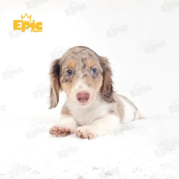 Dachshund White, Chocolate & Tan Dapple Male - Image 3