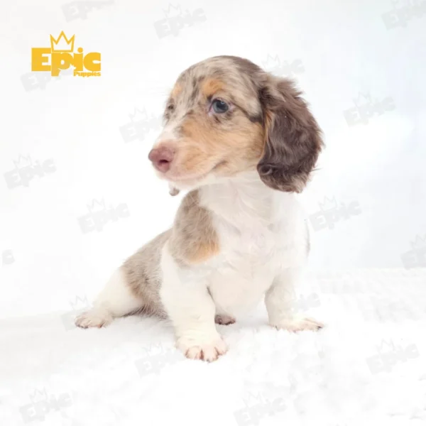 Dachshund White, Chocolate & Tan Dapple Male - Image 2