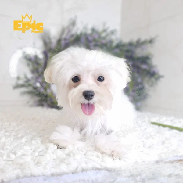 Maltipoo White & Cream Male