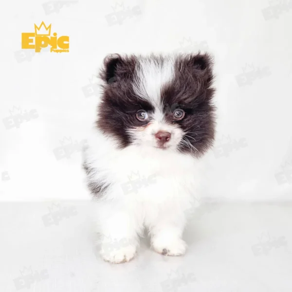 Pomeranian Chocolate & White Male