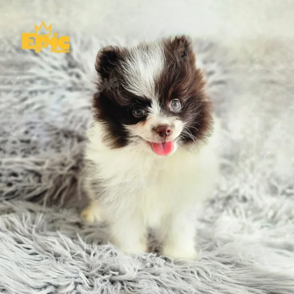 Pomeranian Chocolate & White Male - Image 3