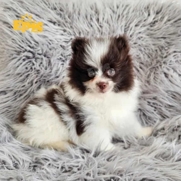 Pomeranian Chocolate & White Male - Image 2