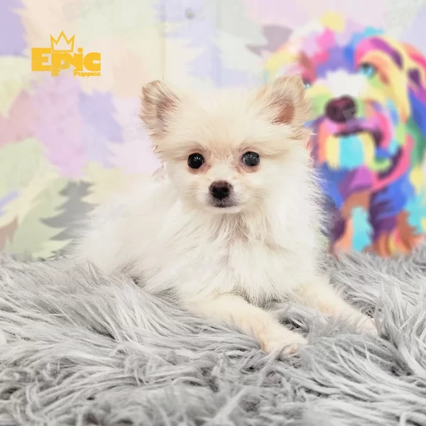 Pomeranian Cream & White Male
