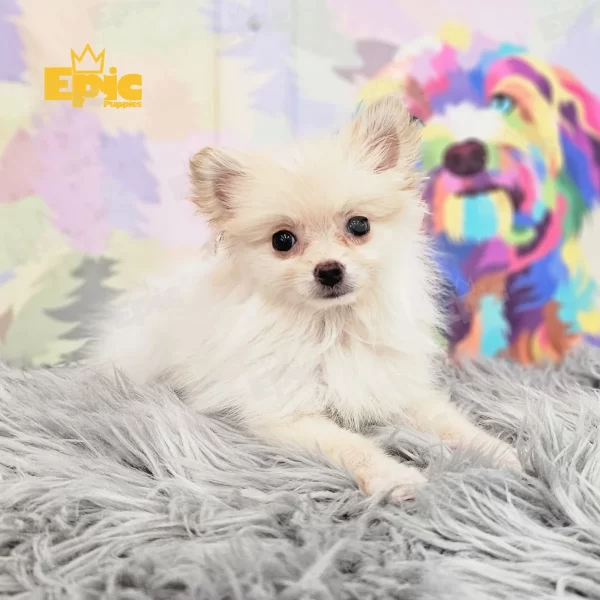 Pomeranian Cream & White Male - Image 2