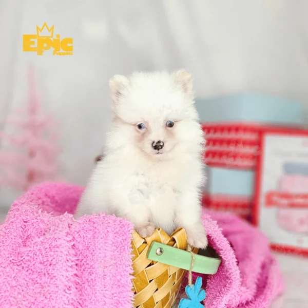 Pomeranian White male - Image 3