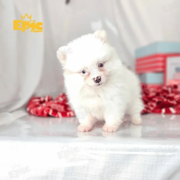 Pomeranian White male - Image 2