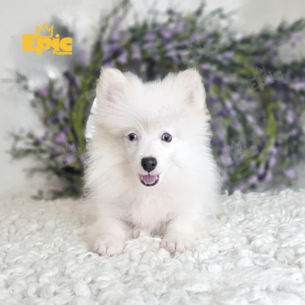 Pomeranian White male