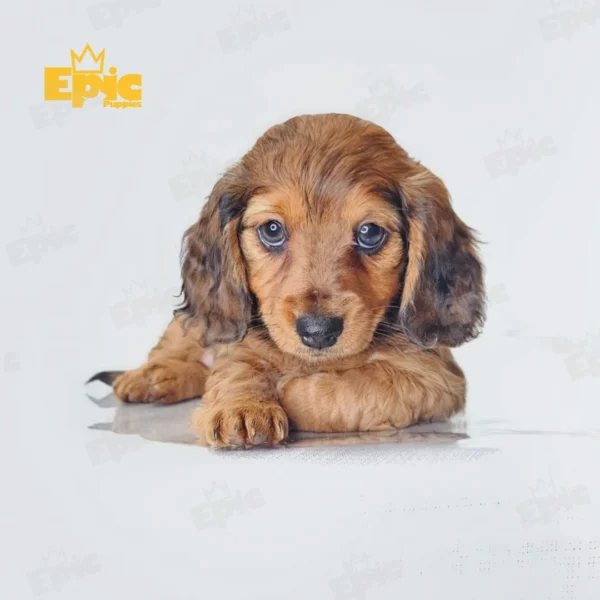 Dachshund Red Dapple Female - Image 2
